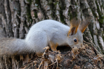 Eurasian red squirrel in grey winter coat seeking something to eat on a tree trunk