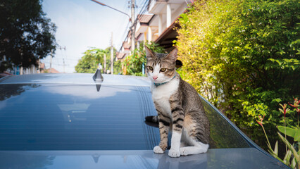 The cat sat on the roof of the car. And staring at the camera The car parked on the roadside and there was a cat sitting on the roof. © Superrider