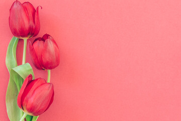 red tulip flowers, pink background, copy space