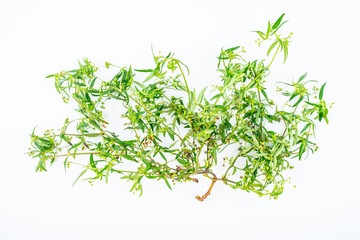 Obraz premium Fresh Chinese Herbal Medicine Snake Grass