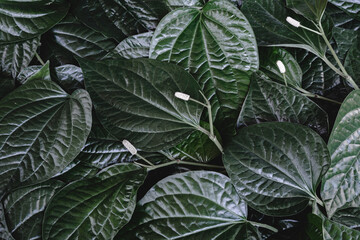 Nature green leaf pattern background - 418260280