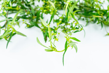 Fresh Chinese Herbal Medicine Snake Grass