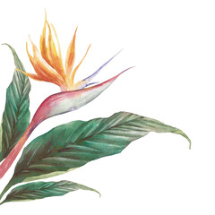 Exotic flower illustration on white background. Strelitzia royal and green leaves. Bird of Paradise plant card