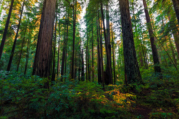 Sunrise in the Redwoods, Redwoods National and State Parks, California