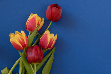 beautiful yellow red blooming tulip flowers on blue background, copy space