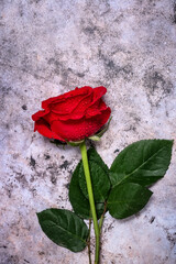 Single red rose on a textured stone background with copy space and room for text