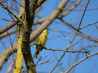 yellowhammer perching on a tree in sunshine