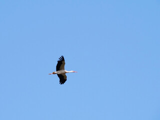 stork with spread wings in flight