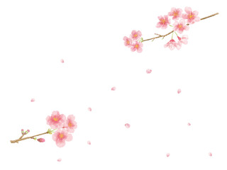 桜　水彩画風