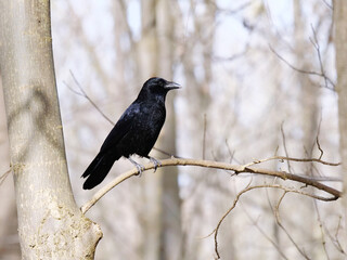 crow on a branch