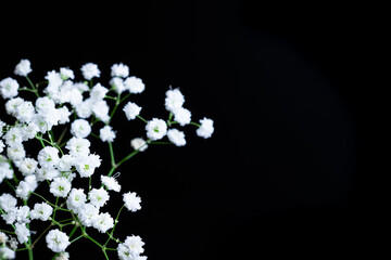 Fresh flowers bunch natural white gypsophila baby's, many tiny flowers on black background, contrast of object against background, copy space