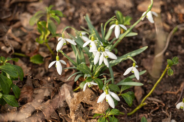 Weiß blühende Schneeglöckchen im Frühling