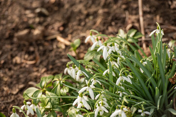 Weiß blühende Schneeglöckchen im Frühling