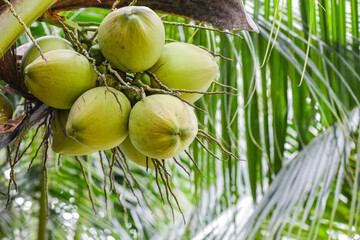 Fresh coconut on the tree, which is still young, does not taste very sweet and the meat inside the fruit is still soft, easy to eat and delicious.