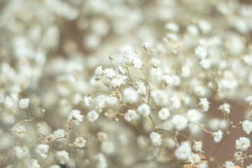 Dried flowers bunch natural white gypsophila baby's in warm light, many tiny flowers on muted brown background, concept of delicacy and softness with selective focus, dreamy mood