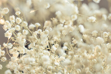Dried flowers bunch natural white gypsophila baby's in warm light, many tiny flowers on muted brown background, concept of delicacy ans softness with selective focus and dreamy mood