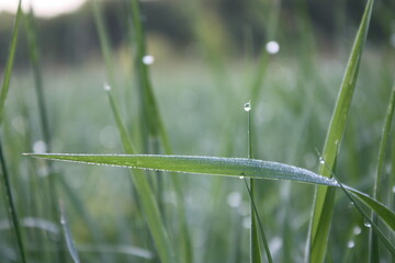 dew on the grass web on the web dew drops on the web in the grass meadow dew dew in the field