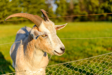 Billy Goat on a farm in Rockbank, Victoria, Australia