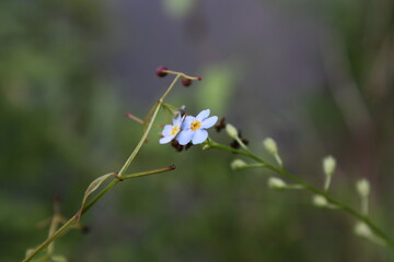 purple blue flowers forget-me-nots in the field grass meadow wildflowers