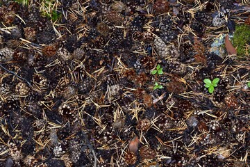 Cones
Wood
Background
Nature