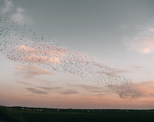 Starling murmurations. A large flock of starlings fly at sunset in the forest. Hundreds of thousands starlings come together making big clouds to protect against birds of prey.
