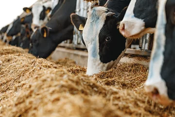 Fototapeten Cows standing in a stall and eating hay © fotofabrika