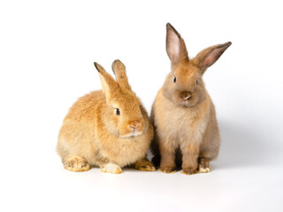 Action of two cute adorable  brown bunny rabbits on white background. Lovely action of adorable baby rabbit