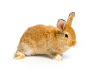 Brown cute bunny rabbit on white background.