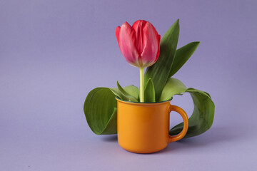 Yellow cup with a scarlet tulip on a pastel background, side view