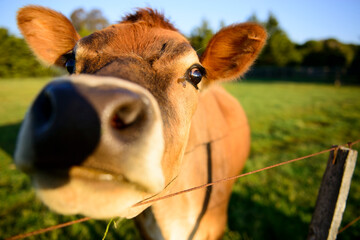 Brown cow on a farm in Rockbank, Victoria, Australia