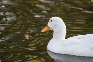 white duck in the water
