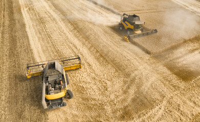 Two harvesters harvest in a wheat field.