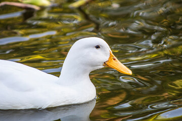 duck on the water