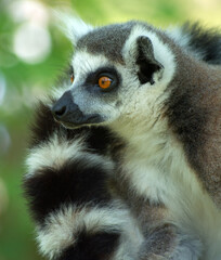 ring tailed lemur
