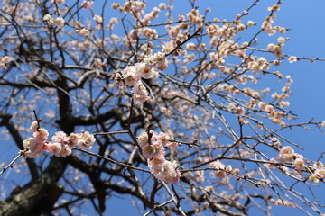 梅の花