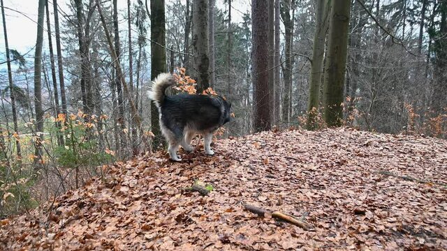 Alaskan Malamute dog peeing in the woods. Forest floor covered with dead leaves. Beautiful purebred canine. Wide angle, real time