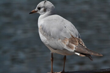 black headed gull