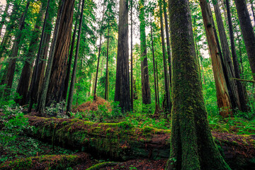 Sunrise in the Redwoods, Redwoods National and State Parks, California