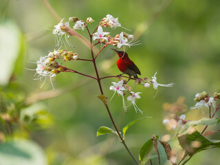 A beautiful and colorful male Crimson sunbird or Aethopyga siparaja for latin or scientific name is enjoy eating nectar from wild flowers.