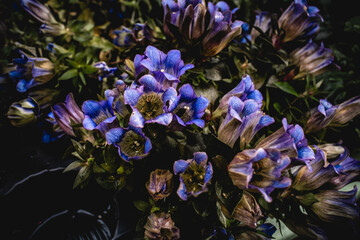 Die Schönheit im Garten