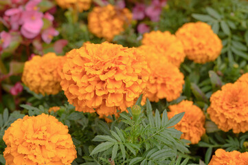 Floral background of marigolds on a flowerbed in a park.