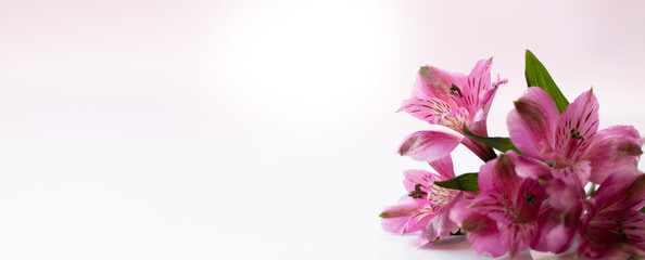 Flowers of alstromeria on a bright background. Front view.