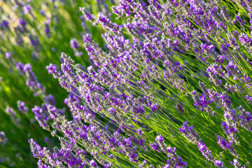 Fototapeta premium Lavender plant bursting with colorful open flowers on a sunny spring day
