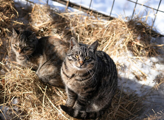 Two stray striped cats sit on the straw on a sunny winter day on a farm