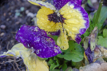 Das heute populäre Garten-Stiefmütterchen (Viola x wittrockiana) ist deutschlandweit eine der...