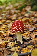 Mushroom
Nature
Forest
Macro
Fly agaric
moss
