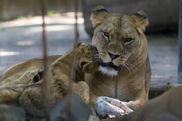 Fototapeta na wymiar Mother lion with her babies