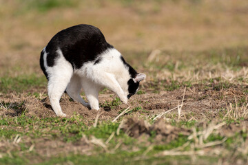 砂を掻くしぐさ　白黒猫