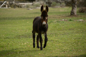 
Young donkey in the meadow