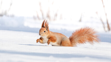 Tamia Sciurus hudsonicus red squirrel on white snow.